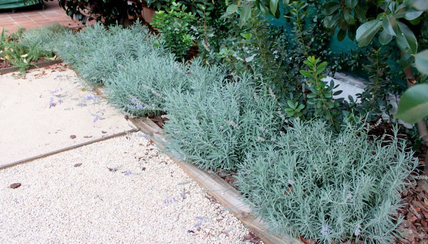 Jardín de aromaticas y grava sin mantenimiento