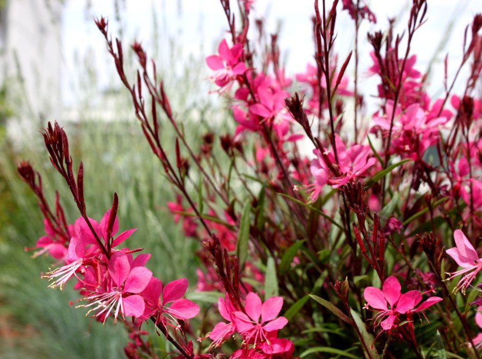 terraza en madrid flores
