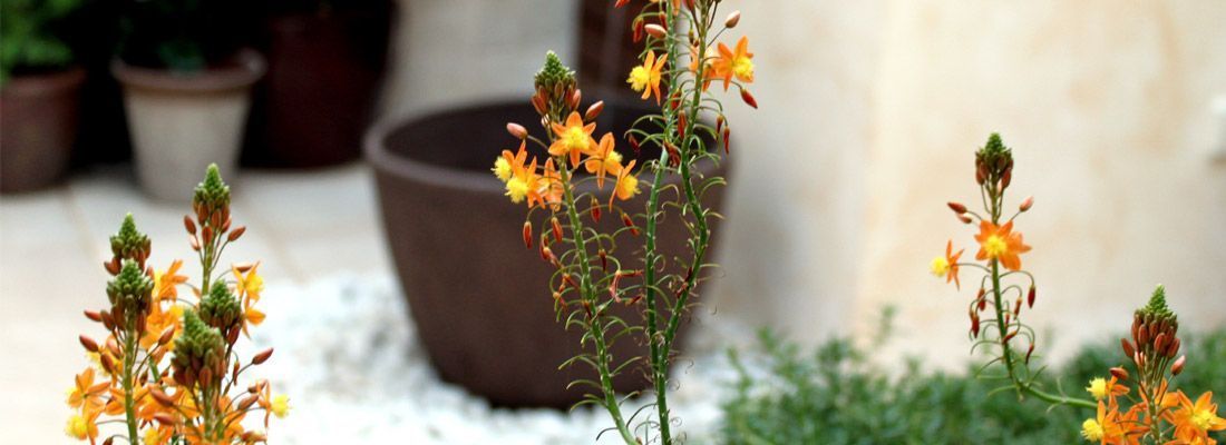 Jardín sin mantenimiento