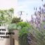 Las mejores plantas para terrazas