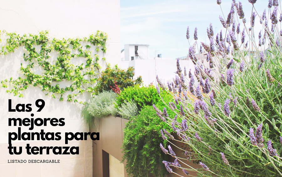 Las mejores plantas para la terraza