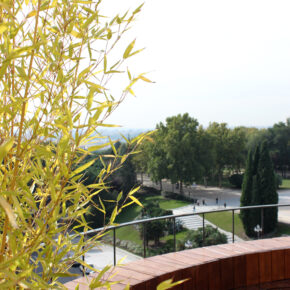 Bambú en terraza