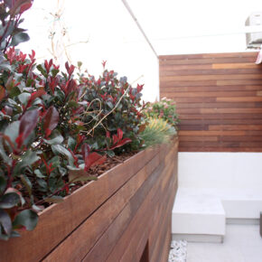 Photinia en terraza