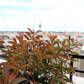 Photinia en otoño