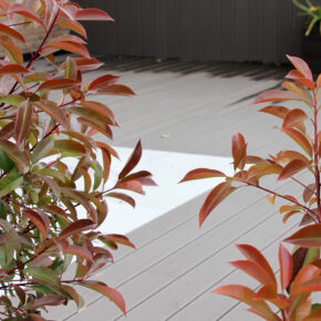 Hojas de Photinia