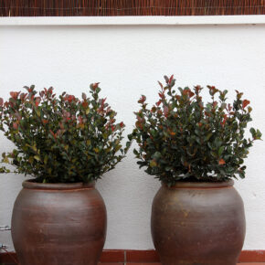 Photinia en maceta