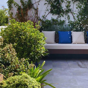pittosporum (1)