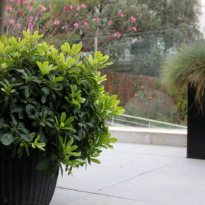 pittosporum (2)