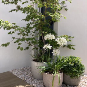 pittosporum (3)