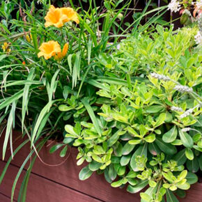 pittosporum (5)