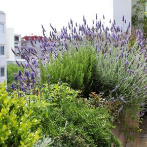 plantas de terrazas lavanda