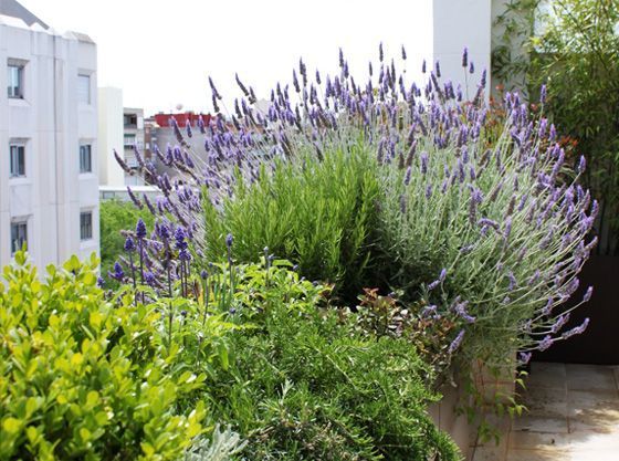plantas de terrazas lavanda