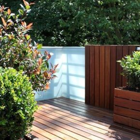 Photinia en maceta