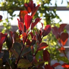 Photinia Red Robin