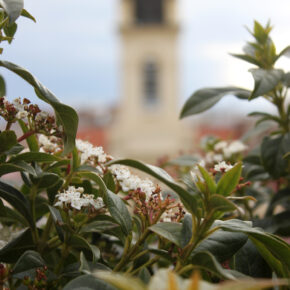 Viburnum tinus