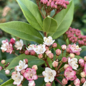 Flor de Viburnum tinus
