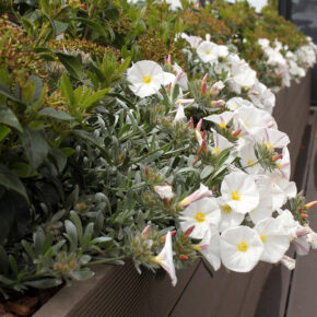 Viburnum y Convolvulus