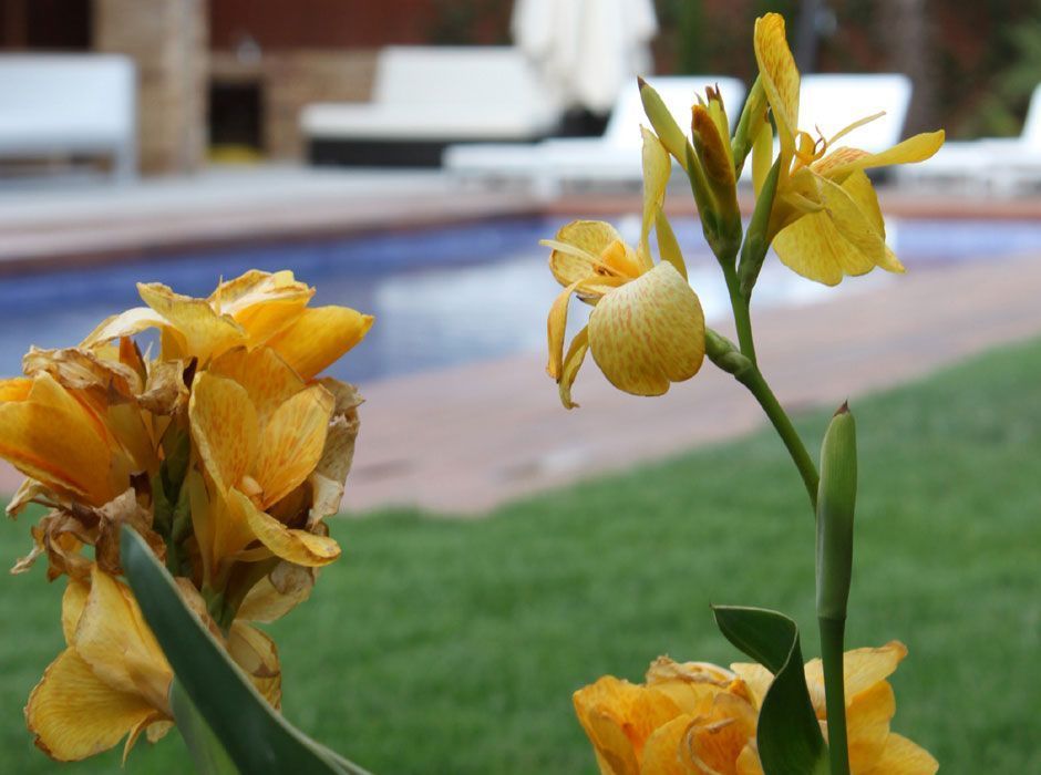 Jardin en Ciudlacampo, Madrid