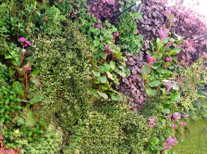 Jardin vertical en Madrid la Moraleja