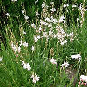 gaura