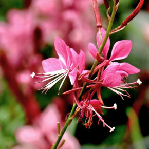 gaura 2