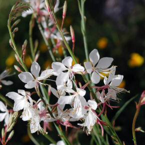 gaura blanca 2