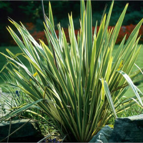 phormium (1)