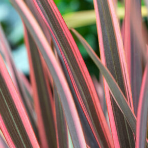phormium (2)