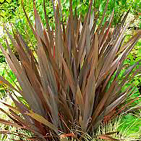 phormium (3)