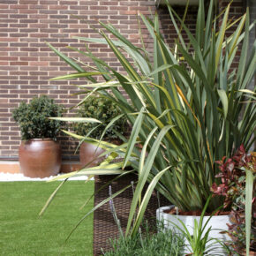 phormium (5)