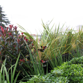 pittosporum (4)